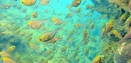 Mergulho De Batismo Em Porto Seguro
