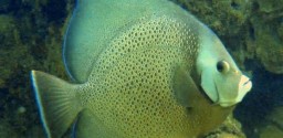 Mergulho De Batismo Em Porto Seguro