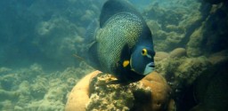 Mergulho De Batismo Em Porto Seguro