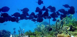 Mergulho De Batismo Em Porto Seguro