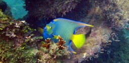 Mergulho De Batismo Em Porto Seguro