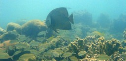 Mergulho De Batismo Em Porto Seguro