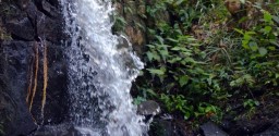Floresta Dos Lagos