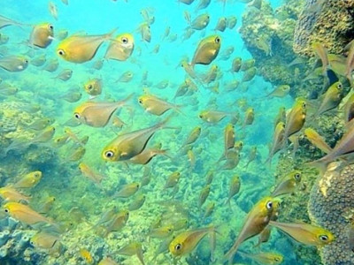 Mergulho de Batismo em Porto Seguro