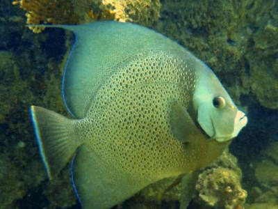 Mergulho de Batismo em Porto Seguro