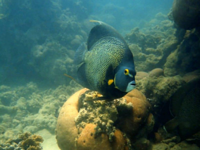 Mergulho de Batismo em Porto Seguro
