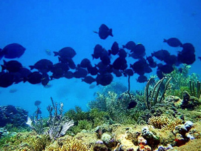 Mergulho de Batismo em Porto Seguro
