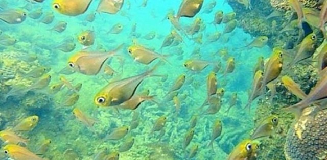 Mergulho De Batismo Em Porto Seguro - Foto 0