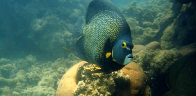 Mergulho De Batismo Em Porto Seguro - Foto 2