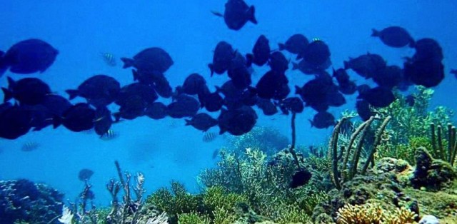Mergulho De Batismo Em Porto Seguro - Foto 3