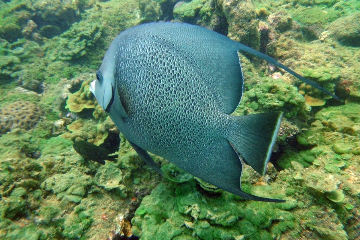 Peixe-anjo nadando entre corais no mar de Porto Seguro